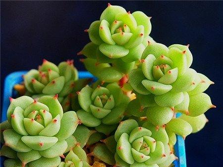 多肉静夜图片