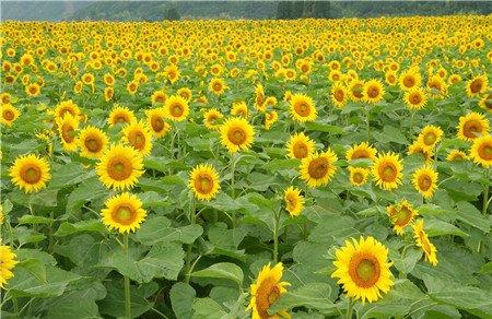 向日葵什么时候开花 向日葵什么时候开花
