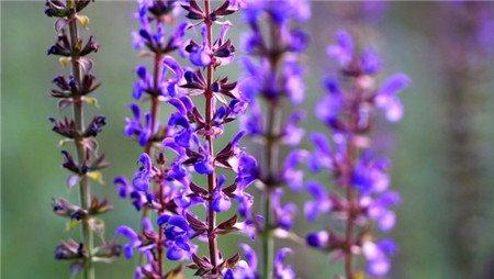 蓝花鼠尾草