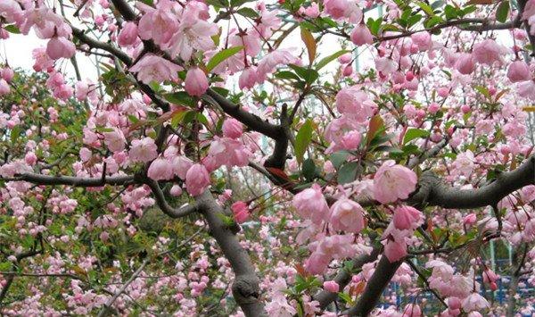 樱花怎么嫁接