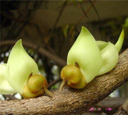禾雀花