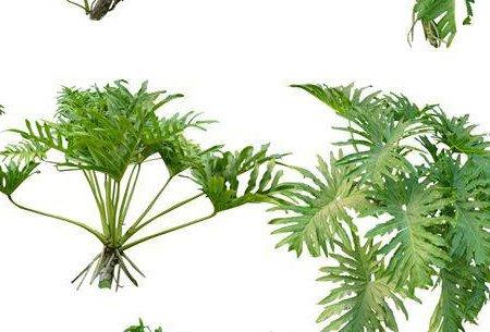春羽不同时期施肥方式