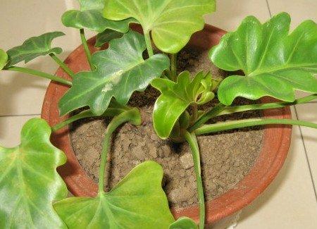 春羽不同季节施肥量