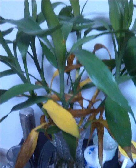 富贵竹施肥不当