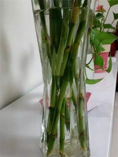 富贵竹生根加水不换水