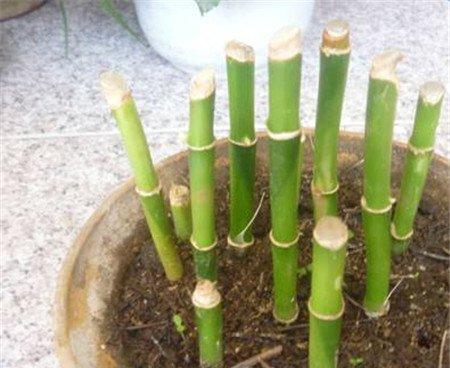 富贵竹盆土选择要点