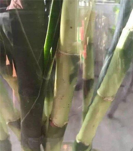 富贵竹黑点