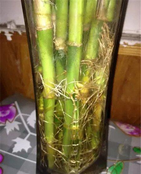 富贵竹加营养液并换水