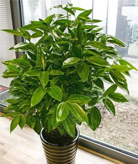 平安树的播种准备 平安树的播种准备