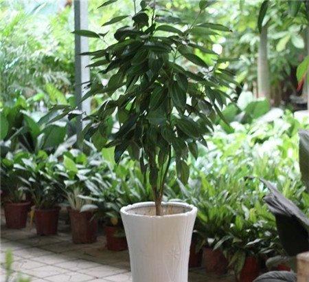 平安树的播种繁殖方法 平安树的播种繁殖方法