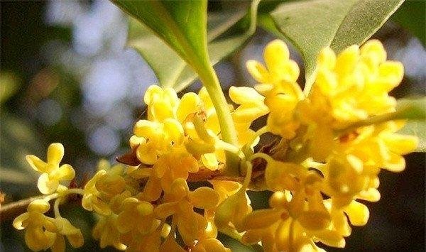 桂花怎么浇水