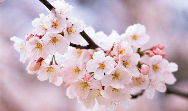 樱花整形与修剪