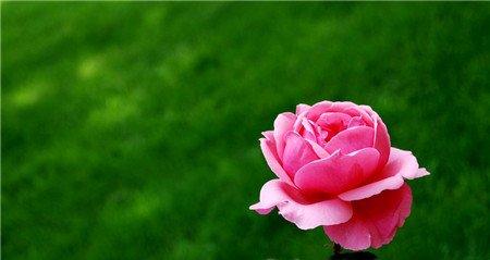 月季花嫁接的材料因素 月季花嫁接的材料因素