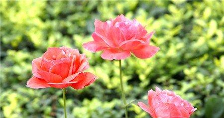 月季花嫁接的其他因素 月季花嫁接的其他因素