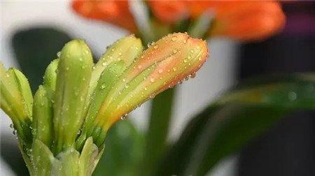 温度过高、环境过于干燥 温度过高、环境过于干燥