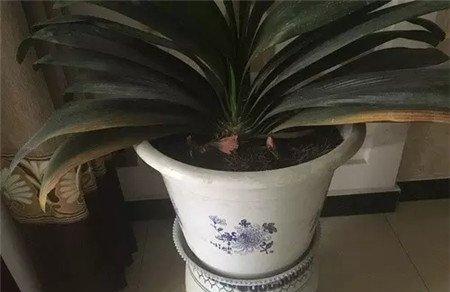 光照过少 光照过少