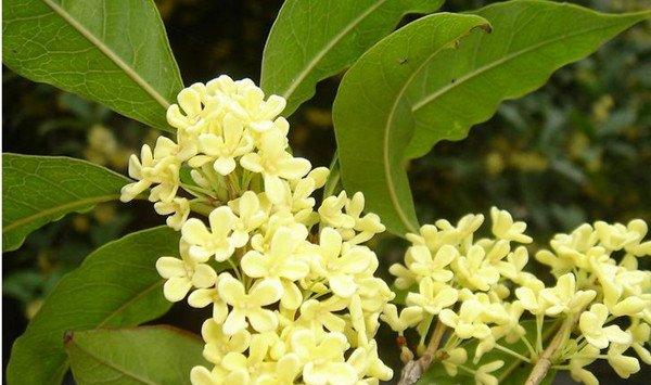 桂花怎么施肥