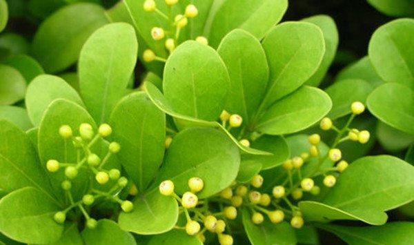 米兰花怎么浇水施肥
