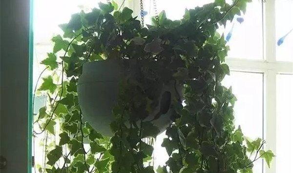 养花大神的家都长这样，植物窗帘美到没朋友