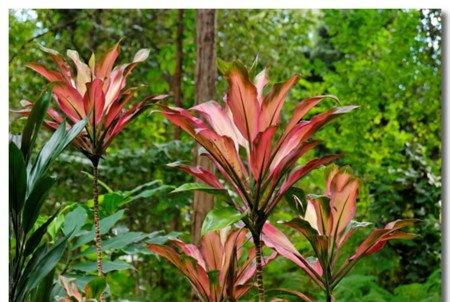 朱蕉的繁殖方法