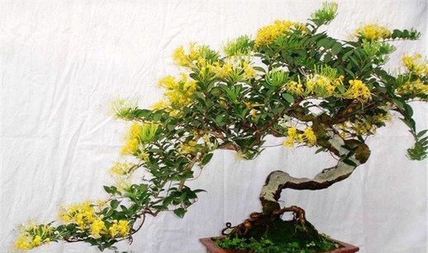 盆栽金银花四季养护方法