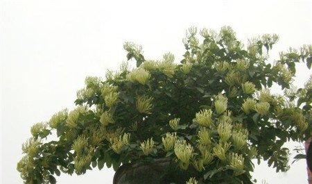盆栽金银花 盆栽金银花