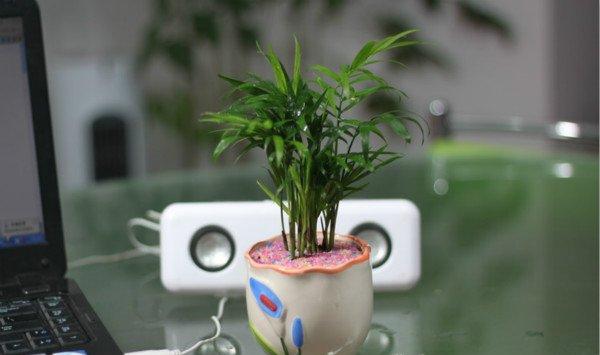 袖珍椰子怎么繁殖