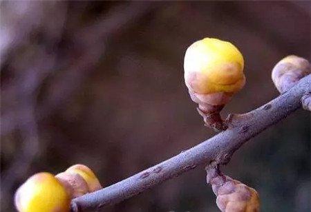 促进发芽 促进发芽