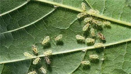 杀死蚜虫 杀死蚜虫