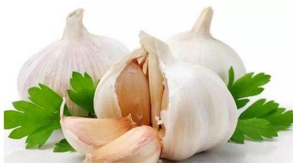 养花用大蒜？防腐防虫还促发芽，真绝了！