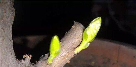 促进发芽