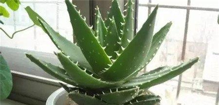不喜水湿的植物 不喜水湿的植物