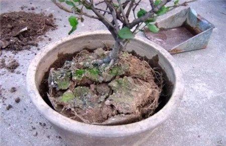 看花盆 看花盆