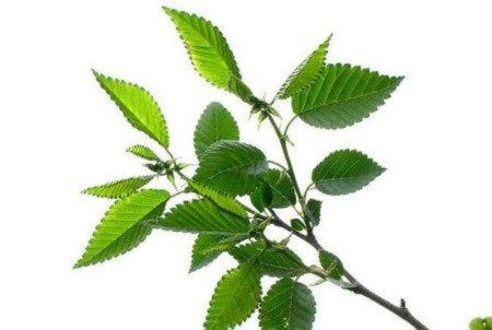 榆树播种繁殖 榆树播种繁殖