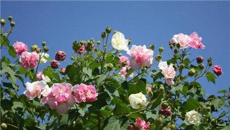 木芙蓉扦插图
