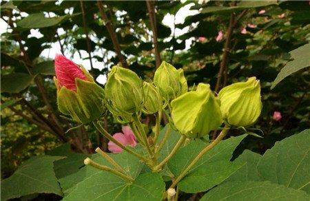木芙蓉播种图