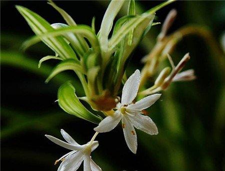 吊兰开花 吊兰开花