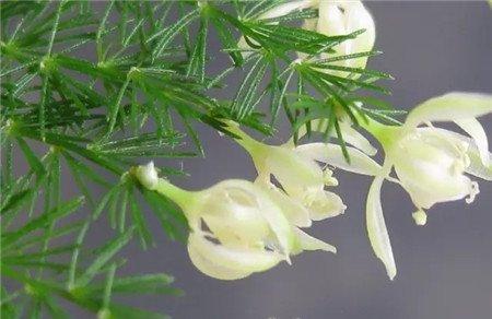 文竹开花 文竹开花