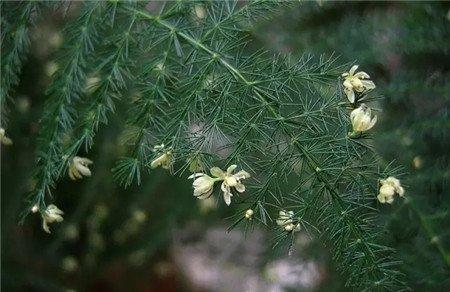文竹开花 文竹开花