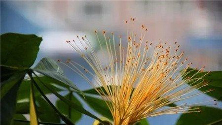 发财树 发财树