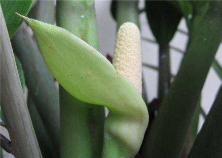 金钱树开花 金钱树开花