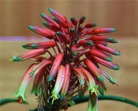 芦荟开花 芦荟开花