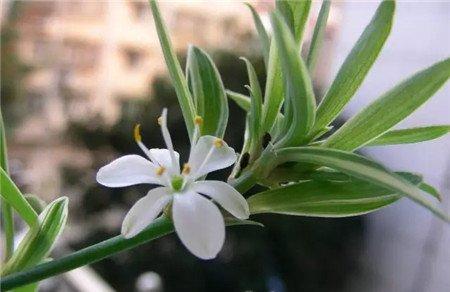 吊兰开花 吊兰开花