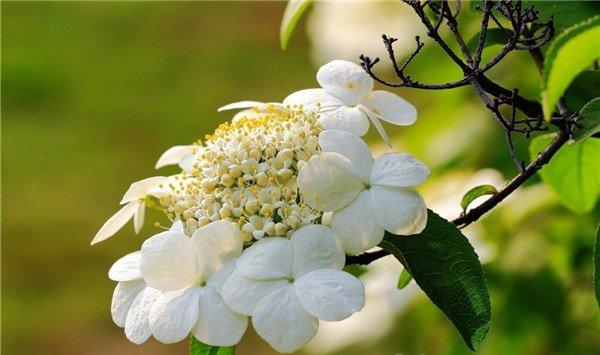 琼花怎么繁殖