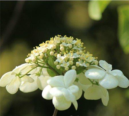琼花