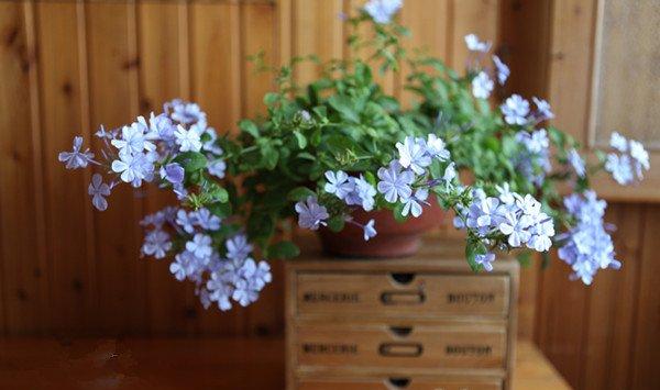 蓝花丹怎么修剪 蓝花丹怎么修剪