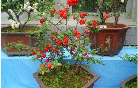 贴梗海棠