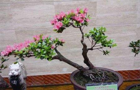 贴梗海棠 贴梗海棠