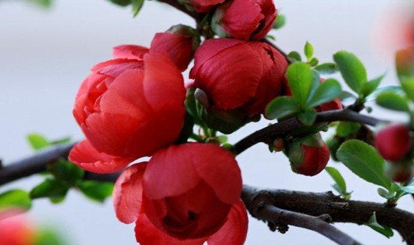 贴梗海棠的花期调控