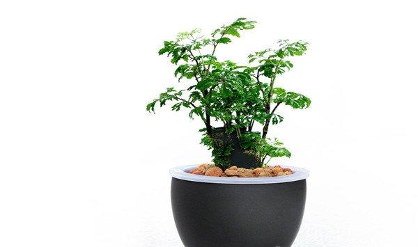 福禄桐的繁殖方法